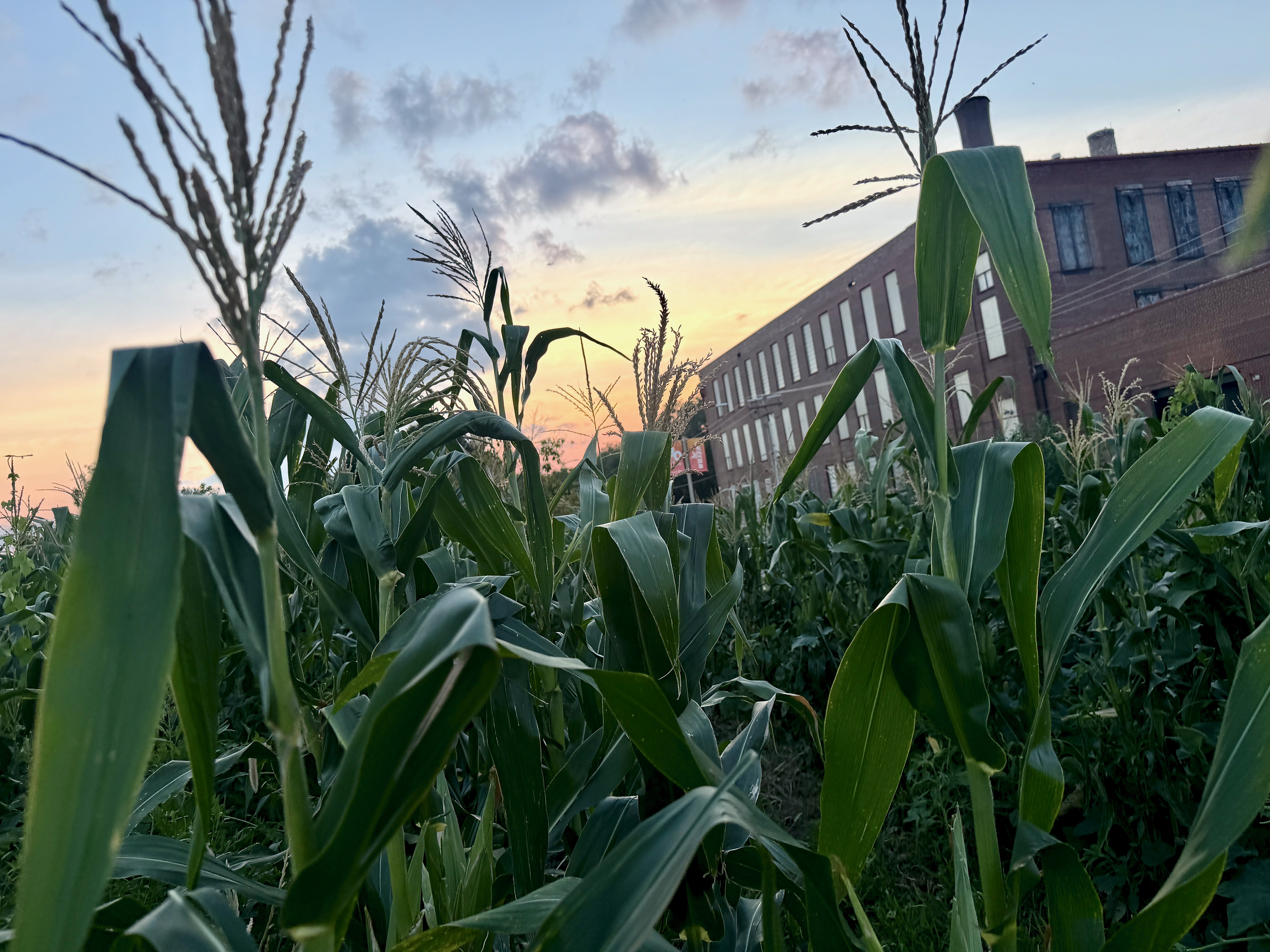 Sweet corn grows on a vacant urban lot Nathan Wilson Gross 2026